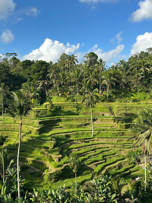 Silkana Bikini Tropical margarita